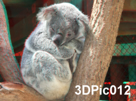 Sleepy Koala wakes for a peep at the photographer 3D Anaglyph